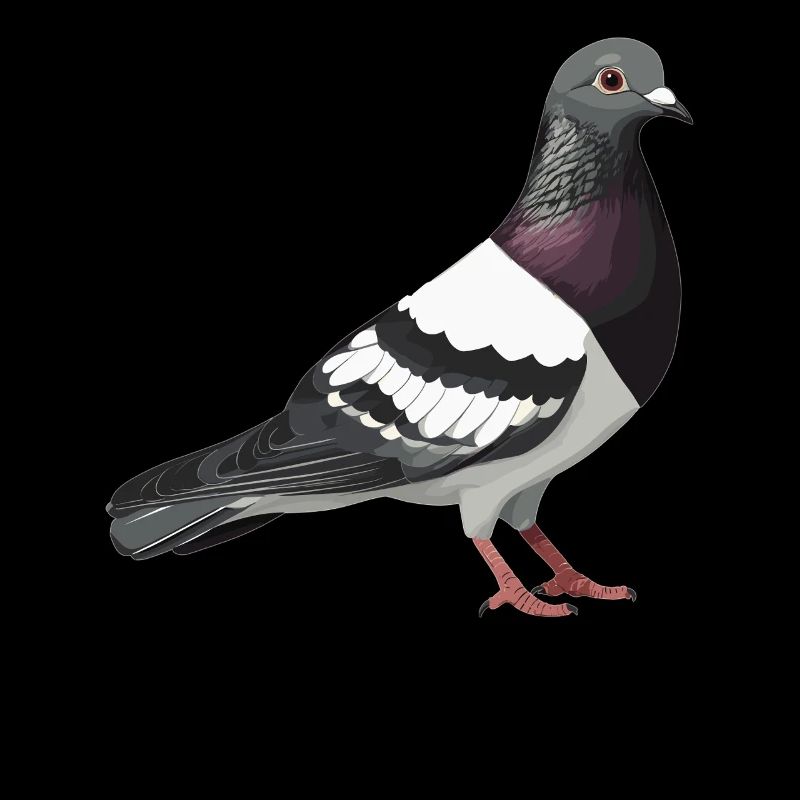 Pigeons Pigeon