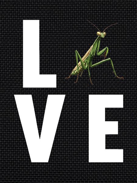 Praying mantises Praying mantis