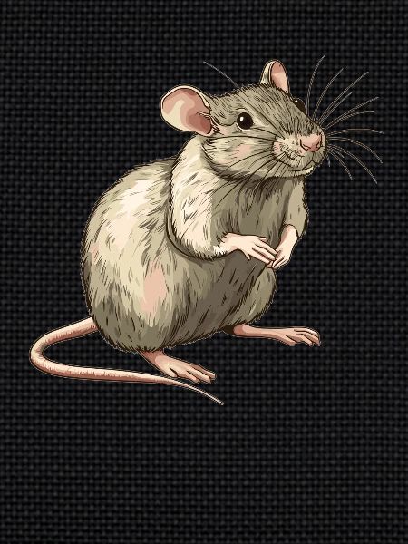 Rat Rat
