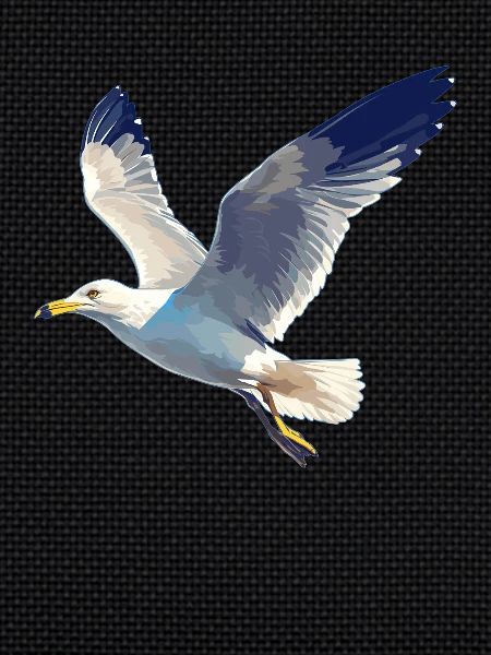 Seagulls Seagull
