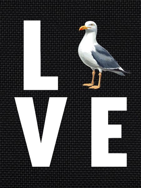 Seagulls Seagull
