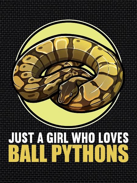 Ball Python Königspythons Königspython