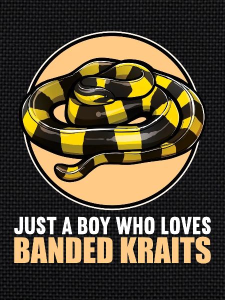 Banded Krait Gebänderter Krait