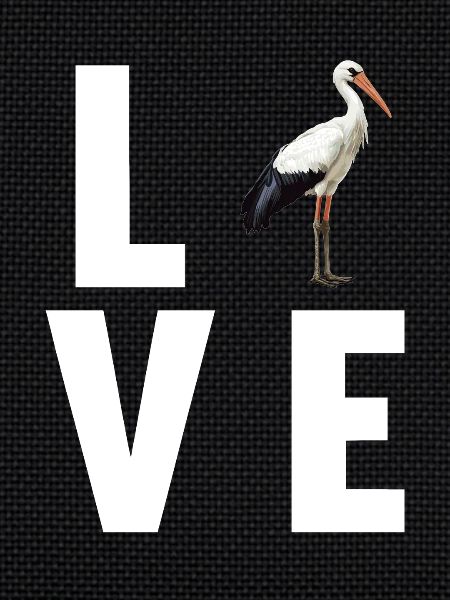 Storks Stork