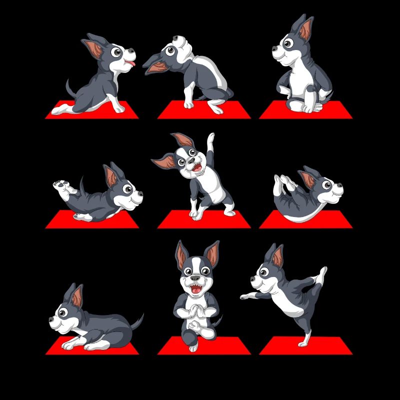 Positions ludiques du Boston Terrier Yoga