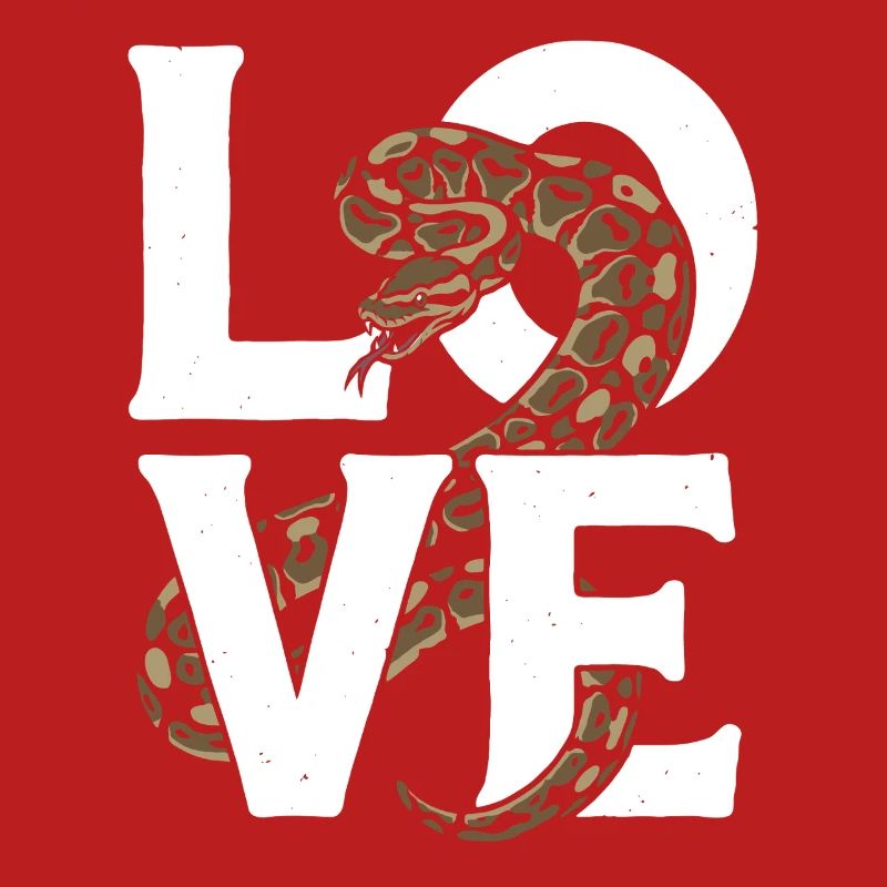 Königspython Schlangen LOVE Terrarium Python