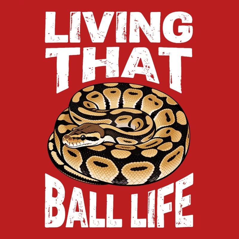 Python roi Serpents Amateurs de terrarium Python