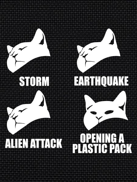 Cat - selective perception - saying
