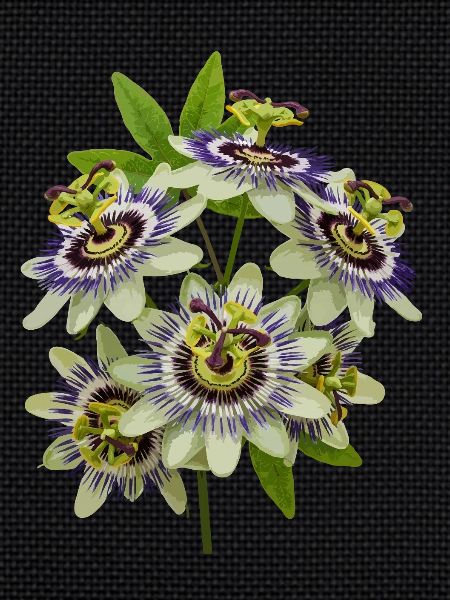 Passionflower