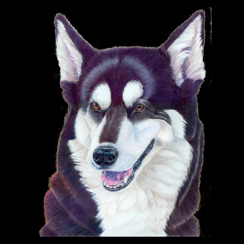 Husky sibérien 2