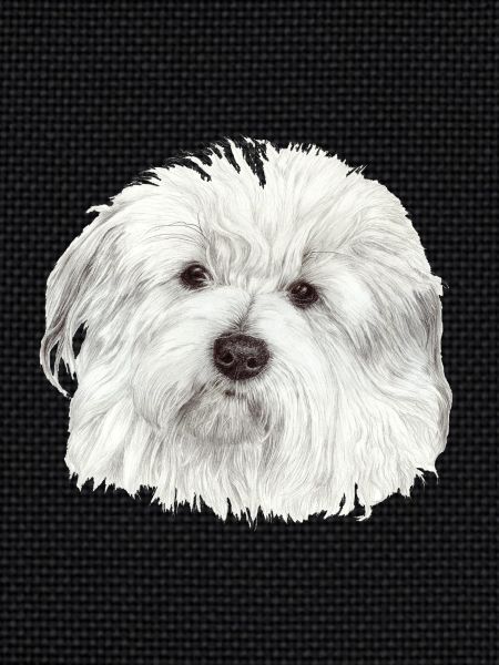 Coton-de-Tulear
