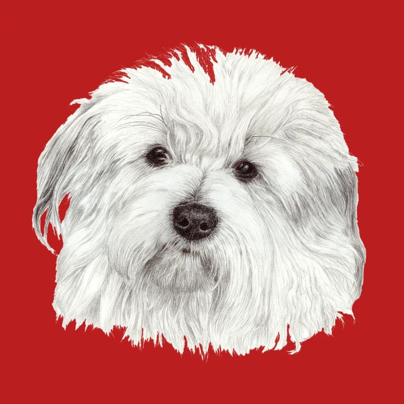 Coton-de-Tulear