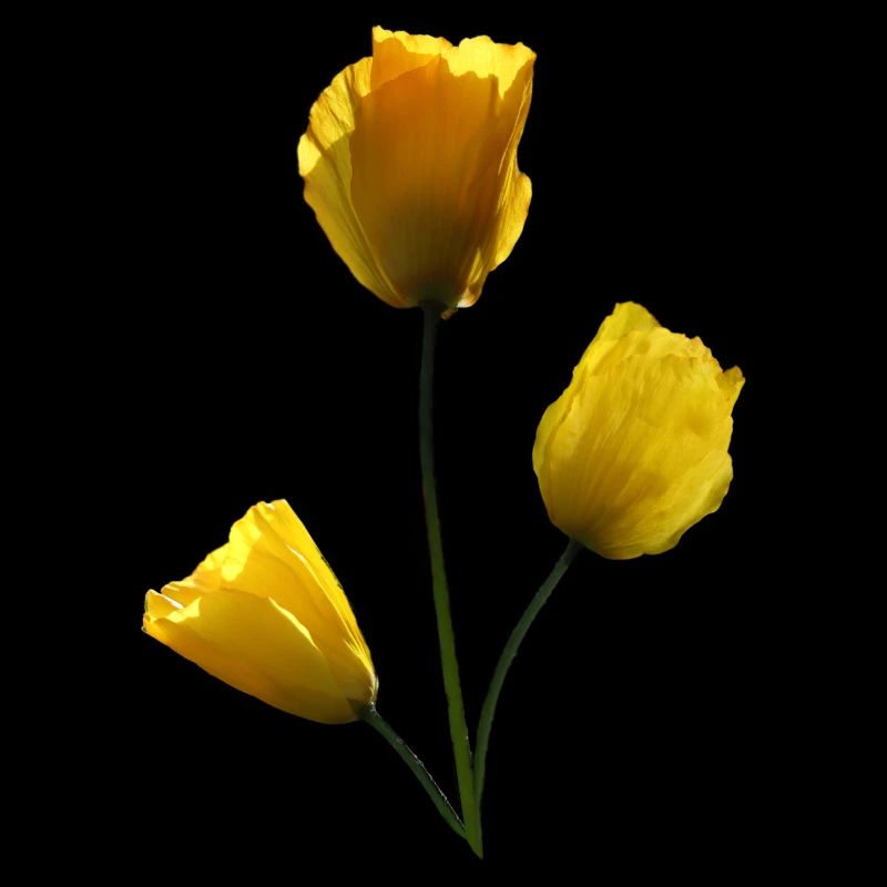 Mohn gelbe Mohnblumen