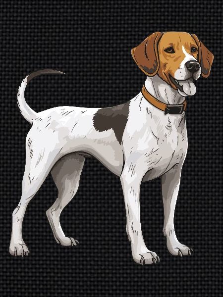 Chien Beagle