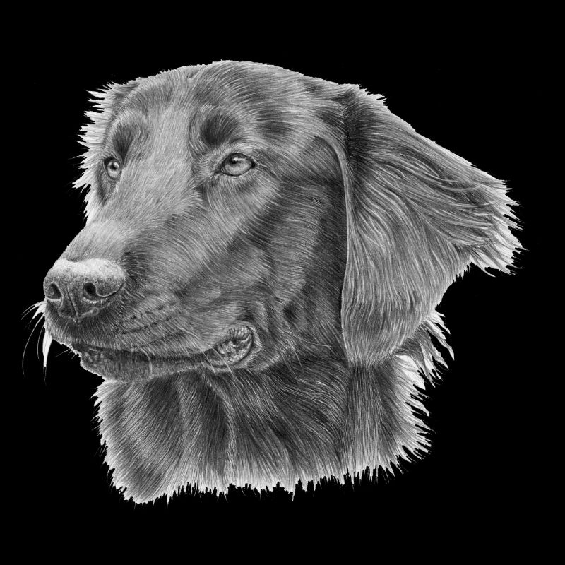 Retriever à poil plat BW