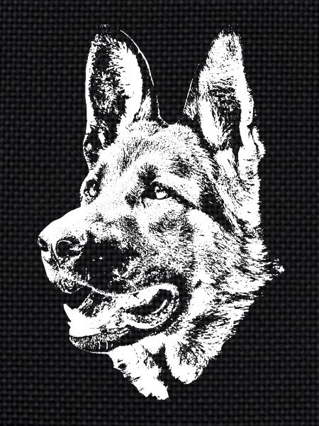 deutscher Schäferhund Kopf