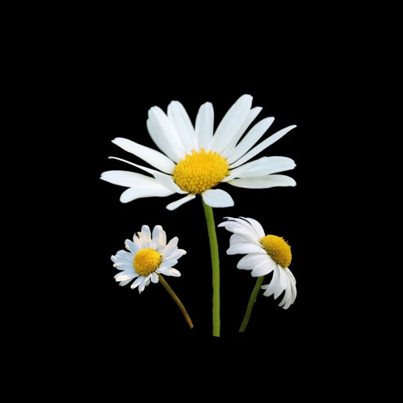 Marguerites fleurs blanches Marguerite