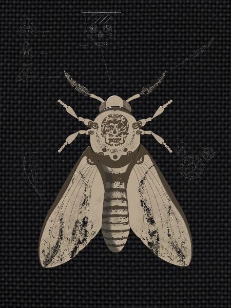 Skull Moth Anatomy