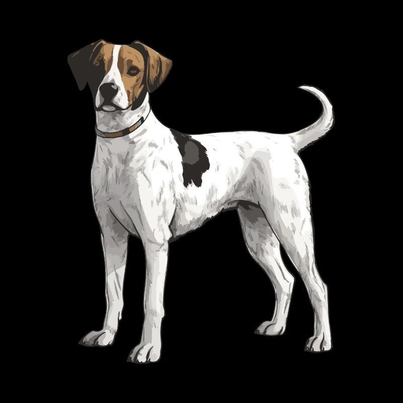 Jack Russel Terrier Hund