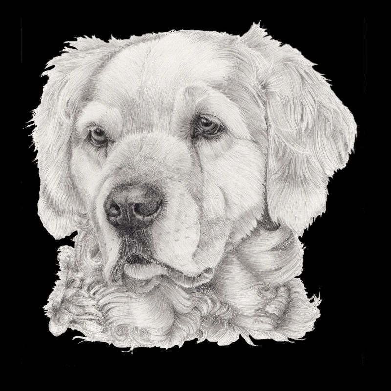 Golden retriever