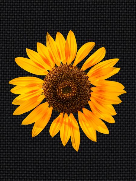 Sonnenblume