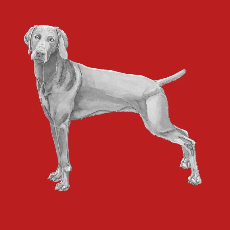 Weimaraner