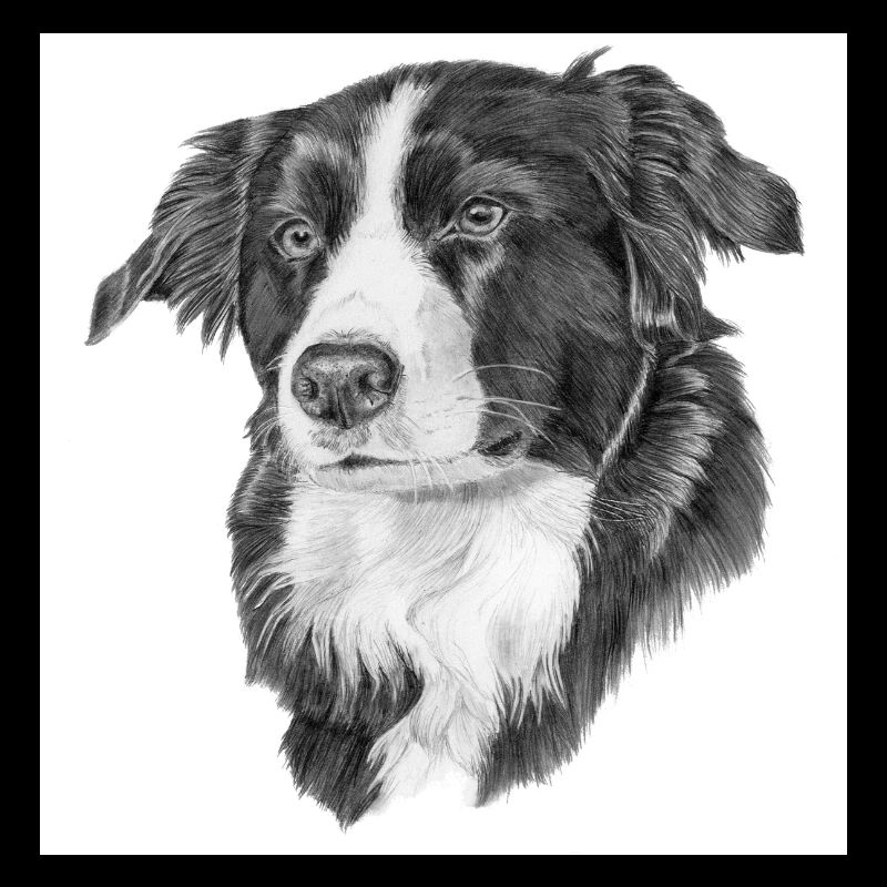 Autocollant Border Collie