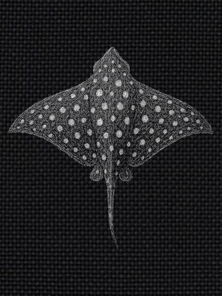 Spotted Eagle Ray