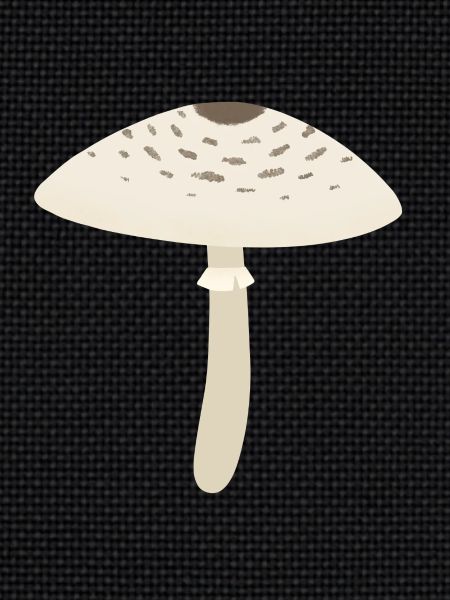 Parasol
