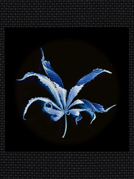 Curled leaf, inverted
