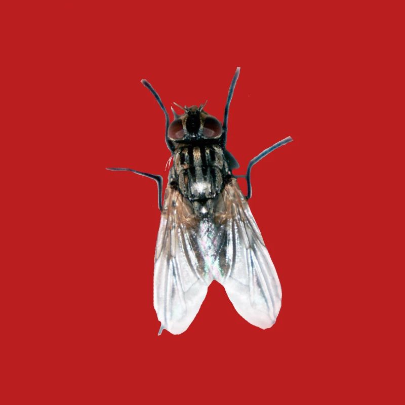 fliege