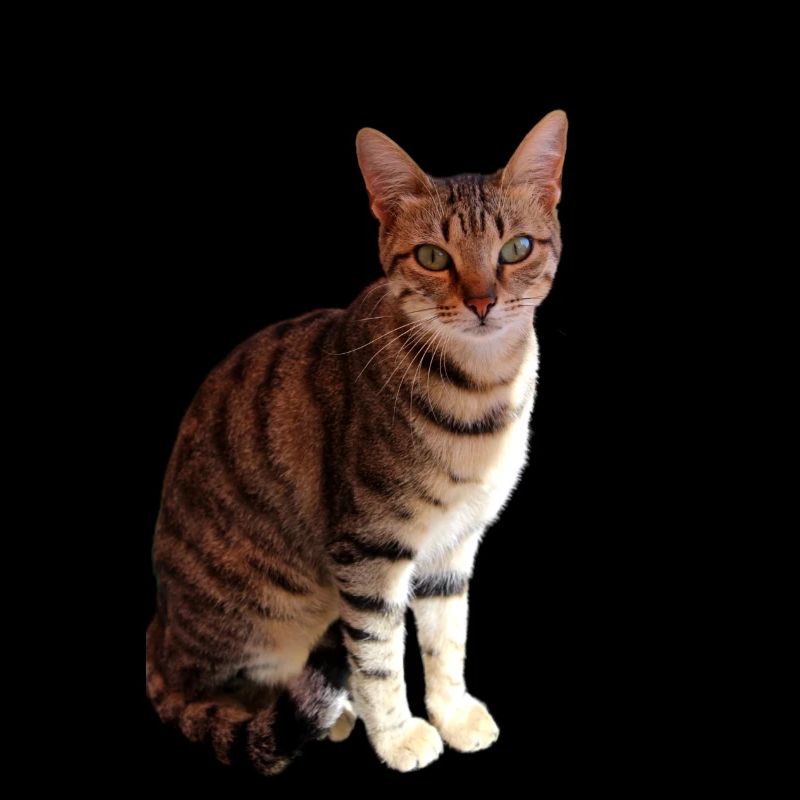 Chat chat chaton doux