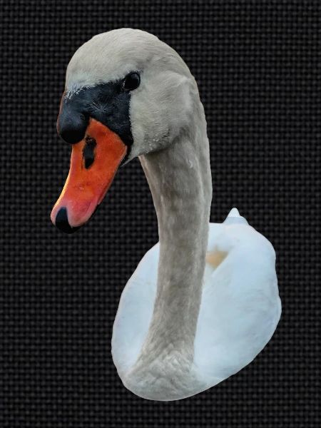 Cygne fixe
