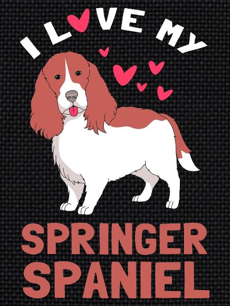 Springer Spaniel Dog