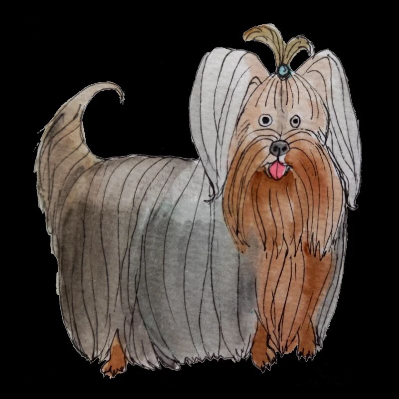 Yorkshire terrier