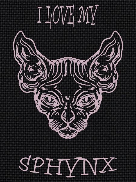 Nacktkatze Sphynx Katze