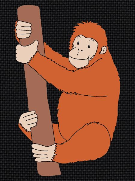 Orangutan