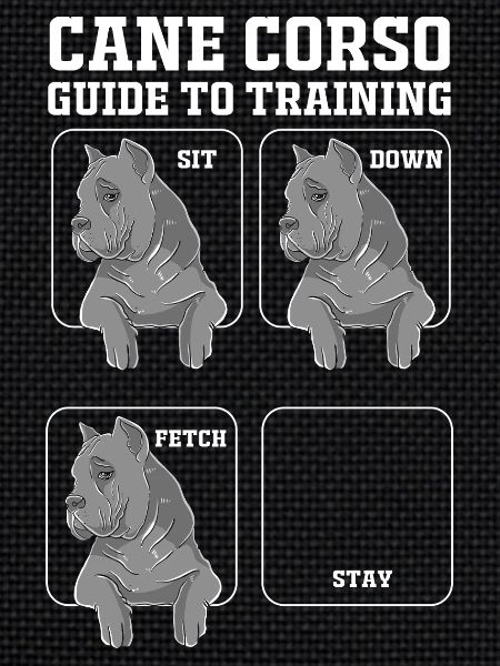 Cane corso