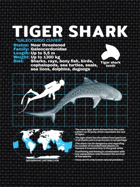 Tigerhai Fact Sheet Datenblatt
