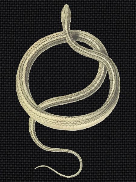 serpent