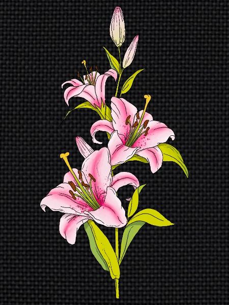 Lily