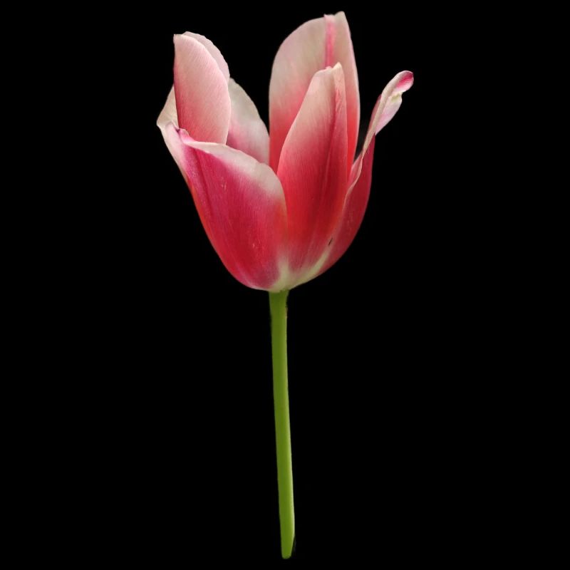 pinke Tulpe