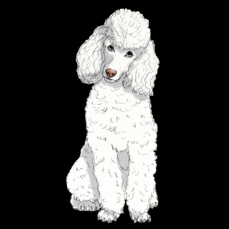 Caniche jouet blanc