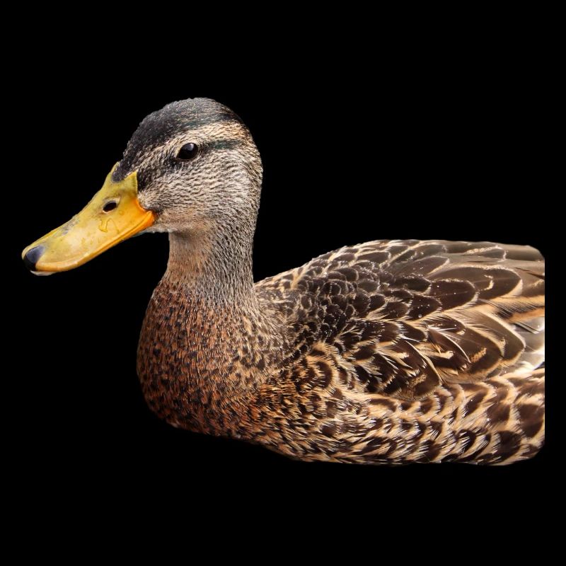 Ente Wildente Entchen Erpel Poster Geschenk