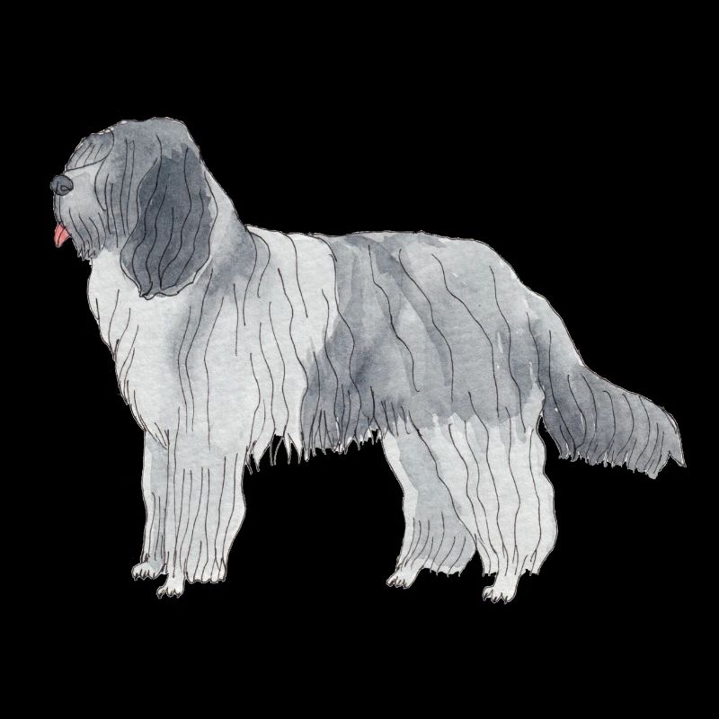Schapendoes Funnydog
