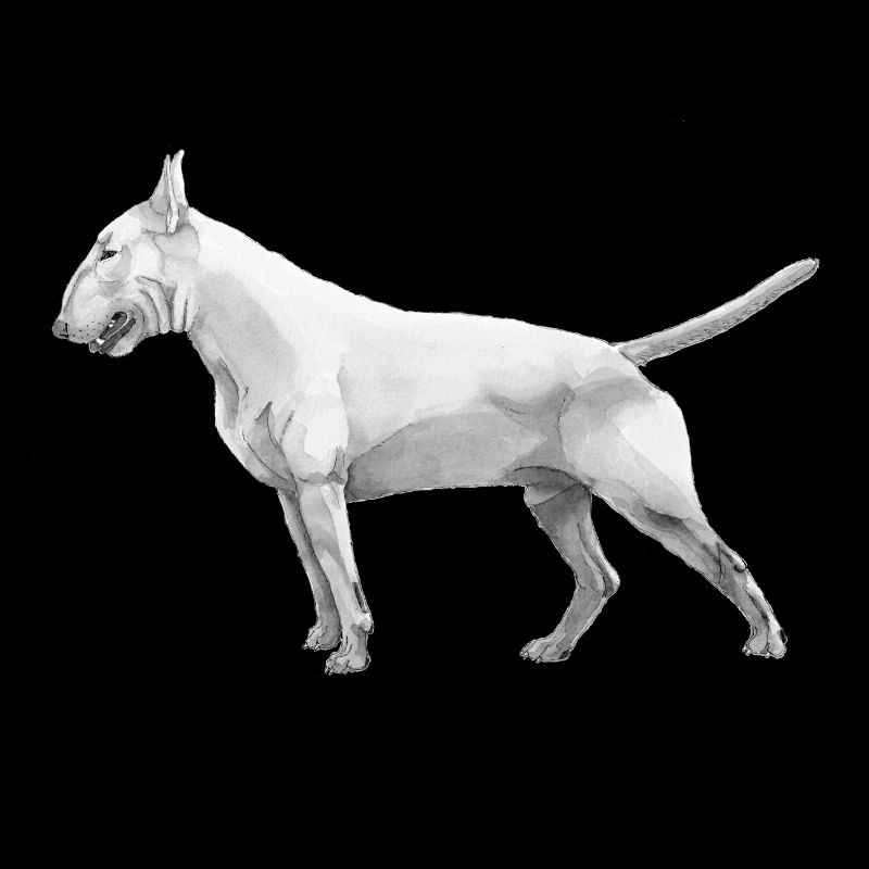 Bull terrier