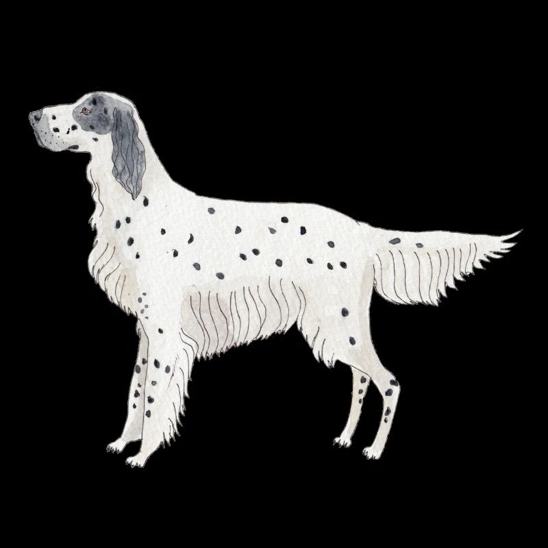 Setter anglais Chiens drôles