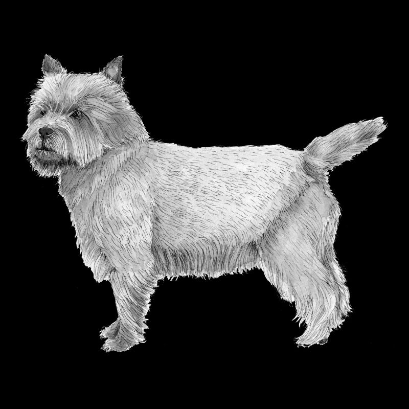 Cairn Terrier