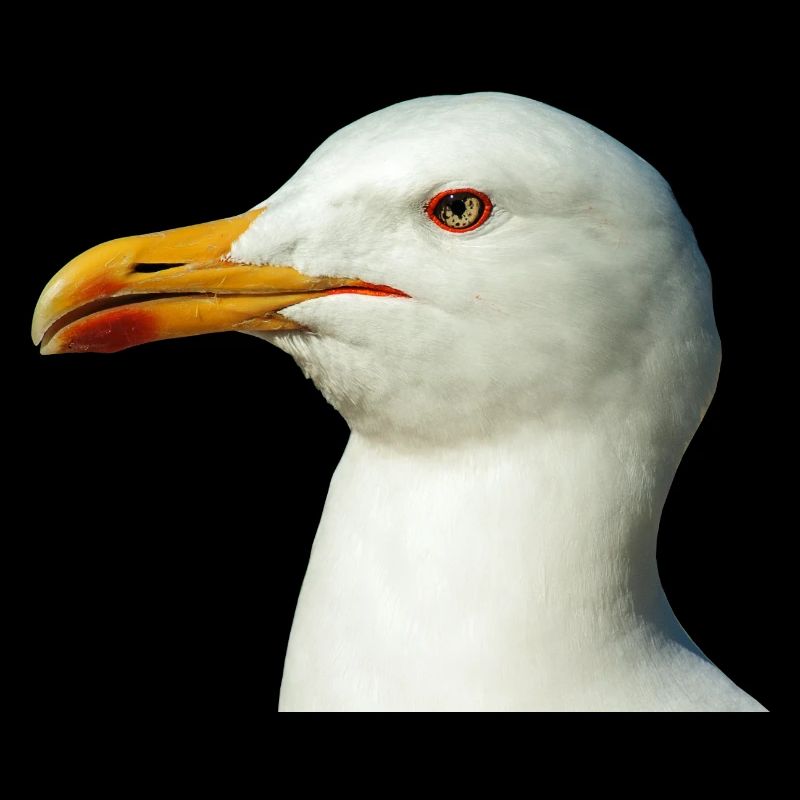 seagull moewe bird voegel tiere animal
