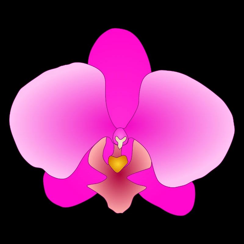 orchidée rose